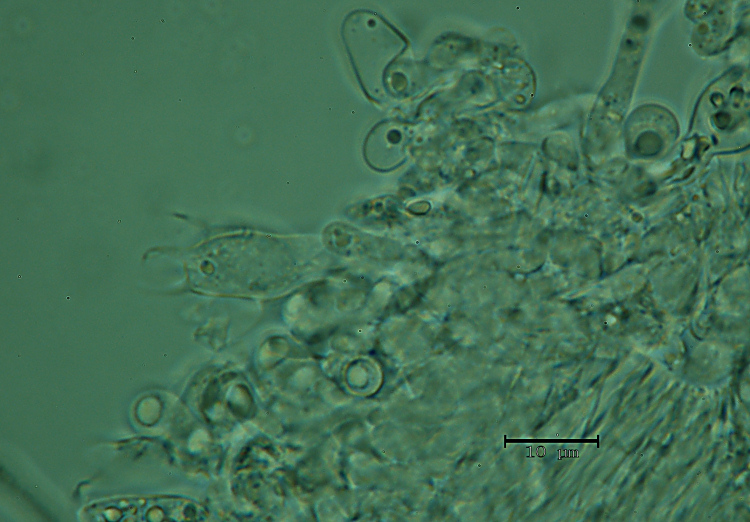 Una crosta a lunghi denti - foto 6727 (Dentipellis fragilis)